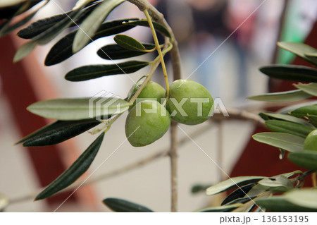 Branch of green olives Branch of green olives 136153195