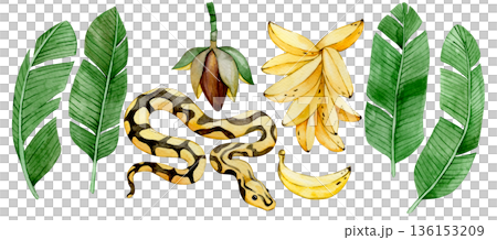 Watercolor banana set with tropical leaves, flowers and banana palm fruits. 136153209