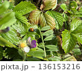 テントウムシとイチゴの葉 136153216