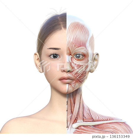 筋肉解剖図 右半分が筋肉解剖図の女性の3Dイラスト 上半身 正面 アップ 136153349