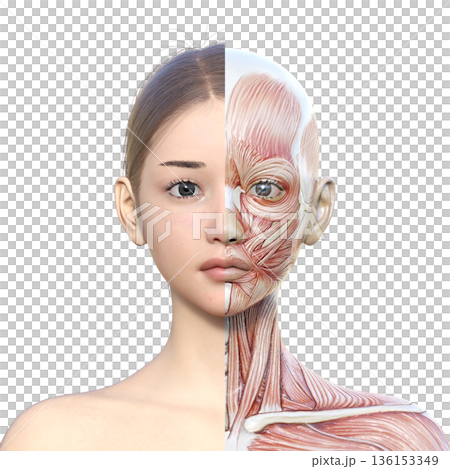 筋肉解剖図 右半分が筋肉解剖図の女性の3Dイラスト 上半身 正面 アップ 136153349
