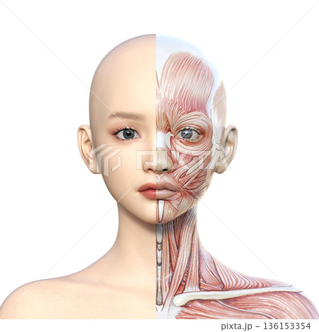 筋肉解剖図 右半分が筋肉解剖図の女性の3Dイラスト 上半身 正面 アップ 136153354