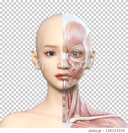 Muscle anatomy diagram 3D illustration of a woman with the right half of the muscle anatomy diagram Upper body Front up Muscle anatomy diagram 3D illustration of a woman with the right half of the muscle anatomy diagram Upper body Front up 136153354