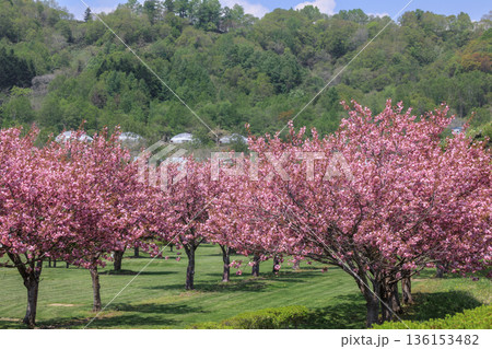 北海道洞爺湖町、桜に囲まれながら洞爺湖を望む洞爺桜公園【5月】 北海道洞爺湖町、桜に囲まれながら洞爺湖を望む洞爺桜公園【5月】 136153482