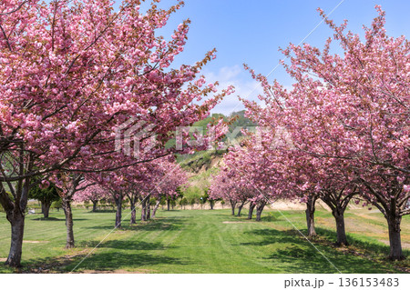 北海道洞爺湖町、桜に囲まれながら洞爺湖を望む洞爺桜公園さくらパークゴルフ場【5月】 136153483