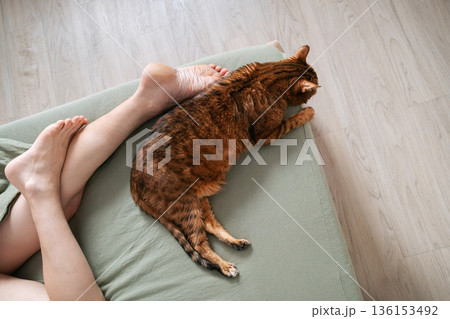 Mens legs next to bengal cat sleeping on green bedding. Mens legs next to bengal cat sleeping on green bedding. 136153492