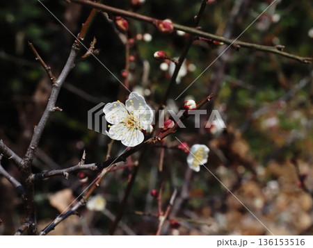 日差しを浴びたウメの花とつぼみのクローズアップ(源内山緑地の白梅) 日差しを浴びたウメの花とつぼみのクローズアップ(源内山緑地の白梅) 136153516