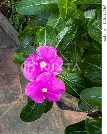Purple periwinkle flowers with green leaves 136153564