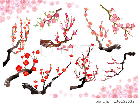 梅の木イラストセット 136153638