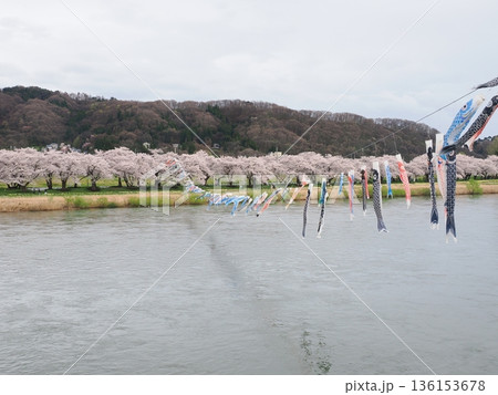 桜とこいのぼりが彩る川辺|柔らかな光の春景色(曇り)|岩手県北 桜とこいのぼりが彩る川辺|柔らかな光の春景色(曇り)|岩手県北 136153678