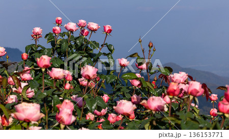 Beautiful roses in full bloom at the mountain rose garden,  Roses bloom on hillside green mountain and blue sky, Roses garden filled roses in full bloom. 136153771