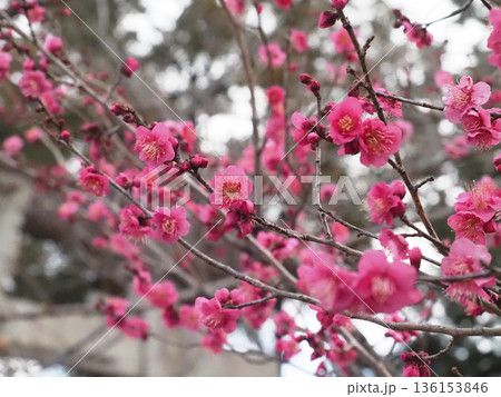鳥居の近くのウメ（瀧皇神社の紅梅の木） 136153846