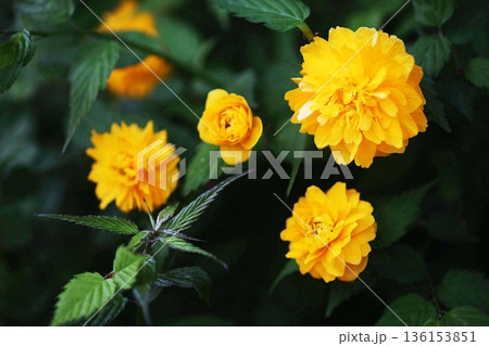 ヤエヤマブキの花咲く 136153851