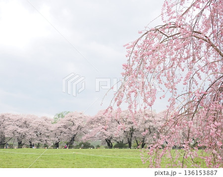 北上展勝地の枝垂れ桜(曇り)|余白のある観光風景 北上展勝地の枝垂れ桜(曇り)|余白のある観光風景 136153887