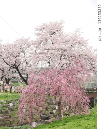 北上展勝地の枝垂れ桜(曇り)|余白のある観光風景 北上展勝地の枝垂れ桜(曇り)|余白のある観光風景 136153889