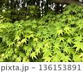 青紅葉 136153891
