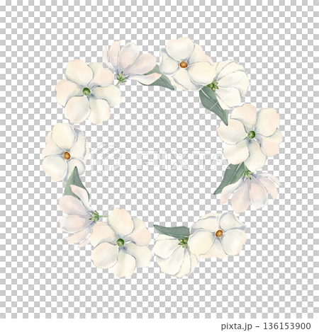 Delicate White Cosmos blooms wreath isolated. Hand painted round frame of flowers daisy with leaves in soft colors. Watercolor floral illustration for wedding stationary. Baby shower greeting cards. Delicate White Cosmos blooms wreath isolated. Hand painted round frame of flowers daisy with leaves in soft colors. Watercolor floral illustration for wedding stationary. Baby shower greeting cards. 136153900