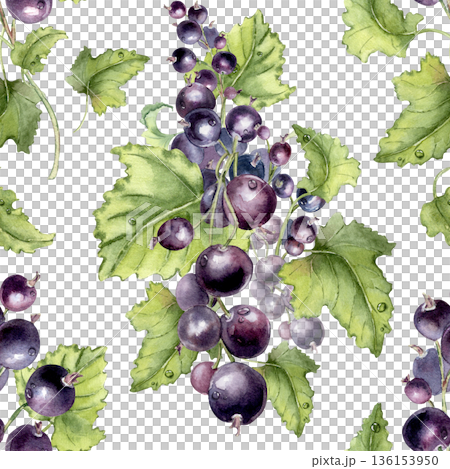 Berry branches vibrant summer print isolated on white. Watercolor seamless pattern with black currant shrubs and greenery with water drops hand painted. Botanical purple repeat for design textile. Berry branches vibrant summer print isolated on white. Watercolor seamless pattern with black currant shrubs and greenery with water drops hand painted. Botanical purple repeat for design textile. 136153950
