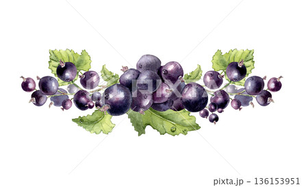 Black currant watercolor horizontal composition isolated white. Vibrant summer design with berries hand painted. Fresh garden berry and leaves elements for food, juice drink. Drawing tea packaging. Black currant watercolor horizontal composition isolated white. Vibrant summer design with berries hand painted. Fresh garden berry and leaves elements for food, juice drink. Drawing tea packaging. 136153951