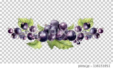 Black currant watercolor horizontal composition isolated white. Vibrant summer design with berries hand painted. Fresh garden berry and leaves elements for food, juice drink. Drawing tea packaging. Black currant watercolor horizontal composition isolated white. Vibrant summer design with berries hand painted. Fresh garden berry and leaves elements for food, juice drink. Drawing tea packaging. 136153951