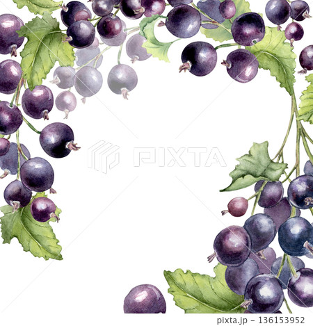 Black currant watercolor frame border isolated on white. Fresh bright Berry hand painted for invite design, card. Botanical background for recipe, label, packaging, poster with copy space. Black currant watercolor frame border isolated on white. Fresh bright Berry hand painted for invite design, card. Botanical background for recipe, label, packaging, poster with copy space. 136153952
