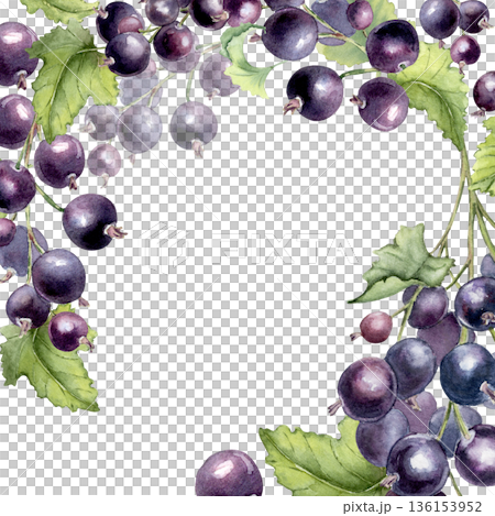 Black currant watercolor frame border isolated on white. Fresh bright Berry hand painted for invite design, card. Botanical background for recipe, label, packaging, poster with copy space. 136153952