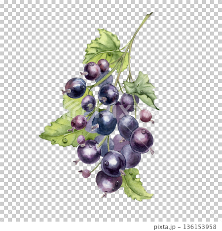 Bunch of black currant berries with green leaves and water drops isolated on white. Purple berries summer harvest hand drawn. Watercolor illustration of fresh sweet fruit for healthy eating design. 136153958