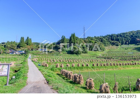 山形 大蕨(おおわらび)の棚田 秋 136153973