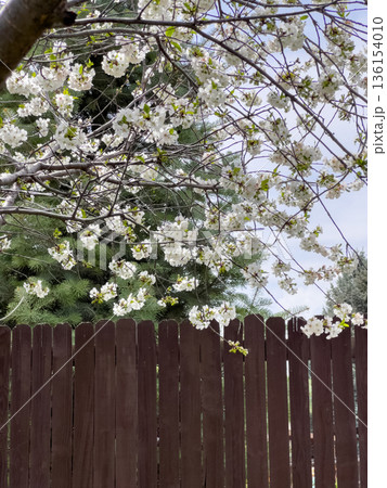 A blossoming tree branch with white flowers hangs over a brown wooden fence. The image is framed against a pale spring sky in a residential area. 136154010