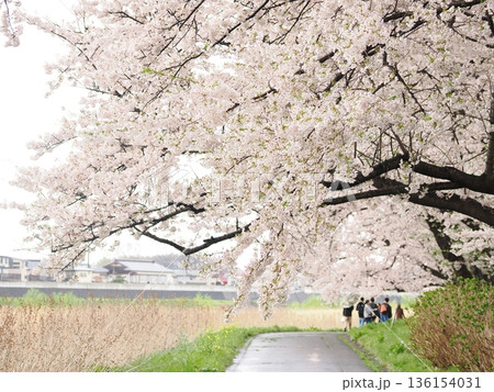 雨の日の桜のトンネル|北上展勝地 しっとり春景色 雨の日の桜のトンネル|北上展勝地 しっとり春景色 136154031