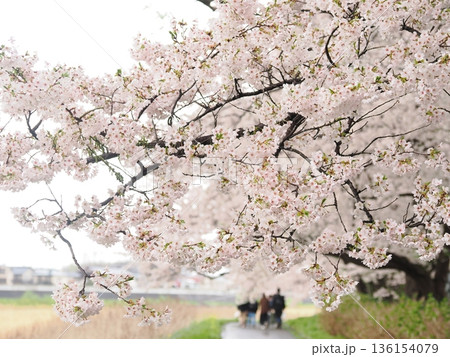 曇り空の桜のアーチ｜北上展勝地のしっとりした季節風景 136154079
