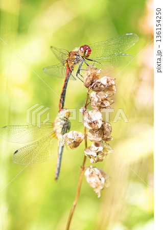 Common darter dragonfly (Sympetrum striolatum/vulgatum) with an orange and black abdomen perches on dry vegetation amidst blurred green background. Common darter dragonfly (Sympetrum striolatum/vulgatum) with an orange and black abdomen perches on dry vegetation amidst blurred green background. 136154250