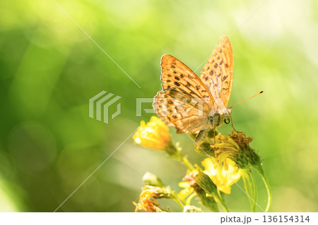Vibrant Silver-washed Fritillary (Argynnis paphia) butterfly is gathering nectar from yellow flowers amidst lush blurred green meadow. Selective focus. 136154314