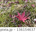 苔と紅葉 136154637