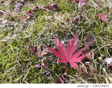 苔と紅葉 苔と紅葉 136154637