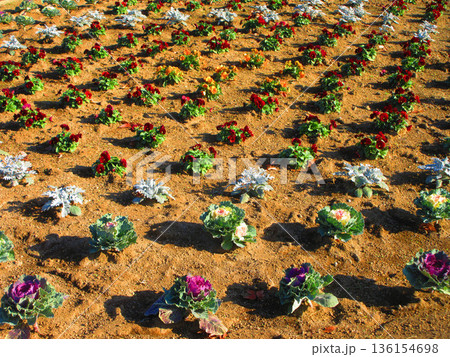 埼玉県川口市立グリーンセンターの様々な風景 136154698