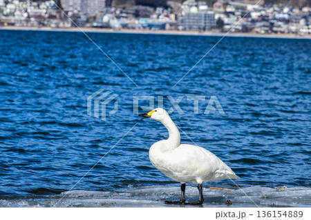 諏訪湖に現れた白鳥 136154889