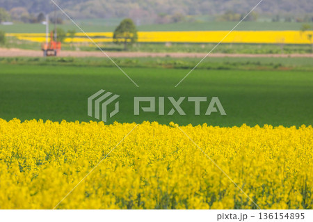 北海道安平町、丘陵地帯に広がる菜の花畑【5月】 北海道安平町、丘陵地帯に広がる菜の花畑【5月】 136154895