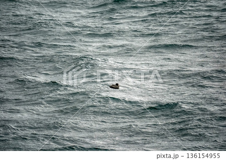petrel Sea Bird in beagle channel patagonia petrel Sea Bird in beagle channel patagonia 136154955