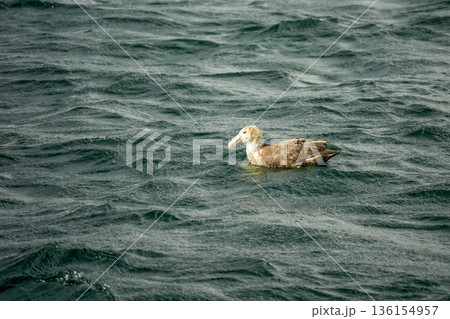 Albatross Macronectes halli bird in beagle channel patagonia Albatross Macronectes halli bird in beagle channel patagonia 136154957