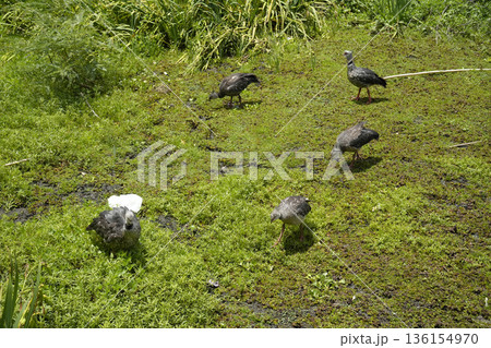 Family of Chauna torquata Southern Crested Screamer local name Chaias, buenos aires city lagoon, in reserva ecologica costanera sur 136154970