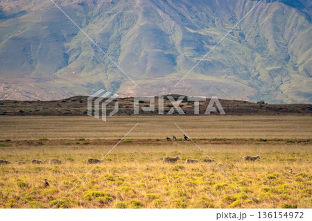 Patagonia condor eating on the ground valley near el calafate besides a sheep flock 136154972