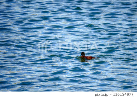 Oxyura australis blue beaked duck 136154977