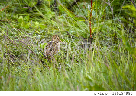 woodcock bird rare to see in Ushuaia patagonia argentina national park woodcock bird rare to see in Ushuaia patagonia argentina national park 136154980