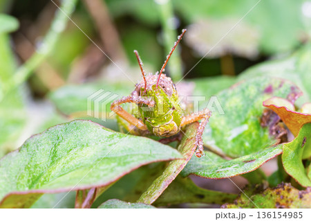 朝露に濡れる葉の上のイナゴのマクロ写真 136154985