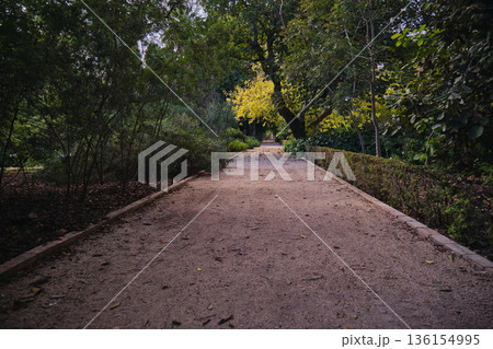 autumn park with yellow leaves 136154995