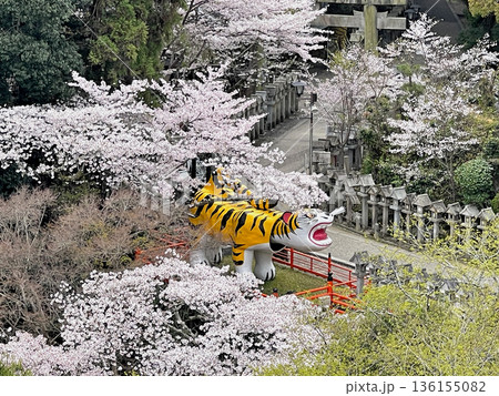 信貴山 朝護孫子寺 本堂より大寅(世界一福寅)を望む 信貴山 朝護孫子寺 本堂より大寅(世界一福寅)を望む 136155082