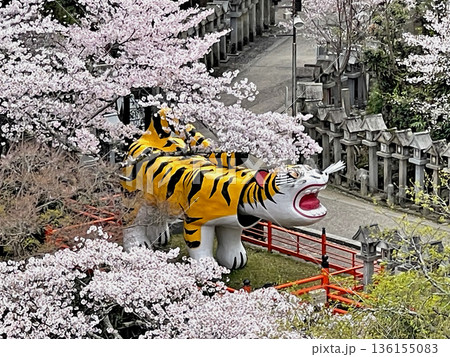 信貴山　朝護孫子寺　本堂より大寅(世界一福寅)を望む 136155083