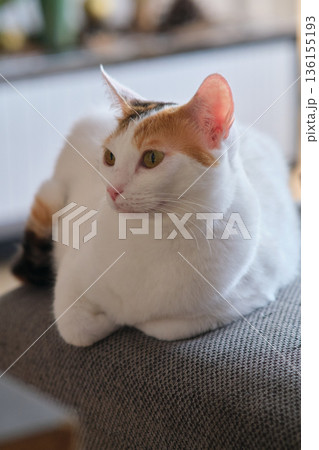 a white kitten with spots is lying a white kitten with spots is lying 136155193