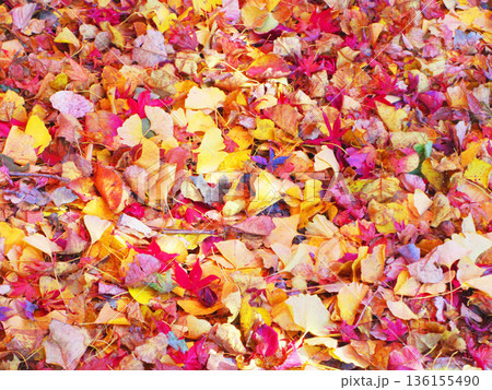 秋の紅葉が美しい埼玉県川口市の秋の興禅院の風景(2025年撮影) 秋の紅葉が美しい埼玉県川口市の秋の興禅院の風景(2025年撮影) 136155490